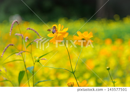 黃波斯菊 黃波斯菊 143577501