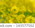 黃波斯菊 黃波斯菊 143577502