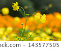 黃波斯菊 黃波斯菊 143577505