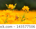 黃波斯菊 黃波斯菊 143577506