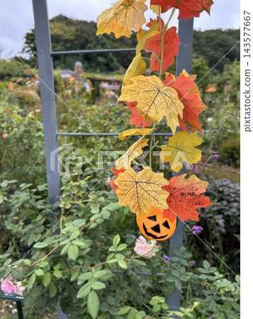 一個裝飾著秋色的萬聖節花園——一個點綴著南瓜和鮮花的秋天景觀。 一個裝飾著秋色的萬聖節花園——一個點綴著南瓜和鮮花的秋天景觀。 143577667