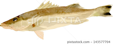 Japanese-style illustration of a Suzuki fish (transparent PNG background) Japanese-style illustration of a Suzuki fish (transparent PNG background) 143577704