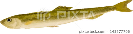 胡瓜魚（日本冰魚）插圖 - 透明 PNG 圖片 143577706