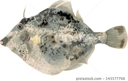 日式風格的絲鰭魚(Kawahagi)插圖 - 透明背景 PNG 圖片。 日式風格的絲鰭魚(Kawahagi)插圖 - 透明背景 PNG 圖片。 143577708
