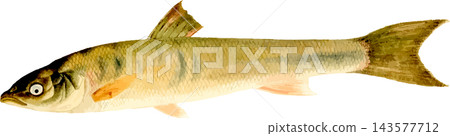 日式風格的鯪魚(ugui)插圖 - 透明 PNG 背景。 日式風格的鯪魚(ugui)插圖 - 透明 PNG 背景。 143577712