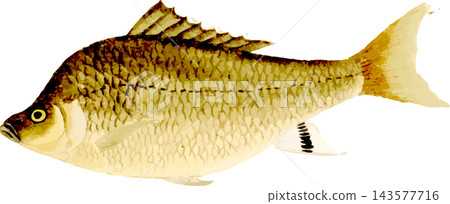 小型鯽魚的自然歷史插圖,日式風格,透明背景 PNG 格式。 小型鯽魚的自然歷史插圖,日式風格,透明背景 PNG 格式。 143577716