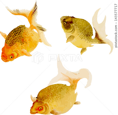三條琉金金魚的插圖(透明PNG圖) 三條琉金金魚的插圖(透明PNG圖) 143577717