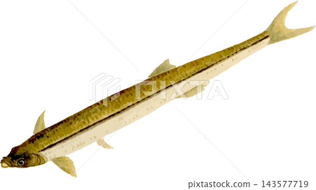 Moroko魚素描,日式插畫素材,透明背景PNG Moroko魚素描,日式插畫素材,透明背景PNG 143577719