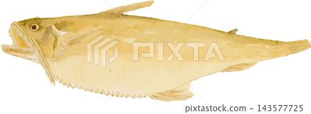 蜥蜴魚自然史插圖(日式風格)素材 - 透明 PNG 蜥蜴魚自然史插圖(日式風格)素材 - 透明 PNG 143577725
