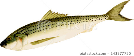 斑點鯖魚素描圖,日式插畫素材,透明背景PNG格式。 斑點鯖魚素描圖,日式插畫素材,透明背景PNG格式。 143577730