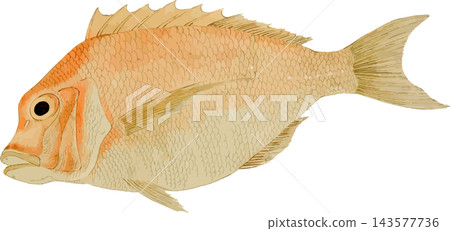 日式風格的鯛魚插畫(PNG格式,透明背景) 日式風格的鯛魚插畫(PNG格式,透明背景) 143577736