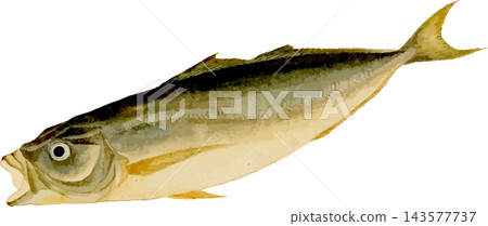 日式風格的竹莢魚自然史插圖，透明PNG背景。 143577737