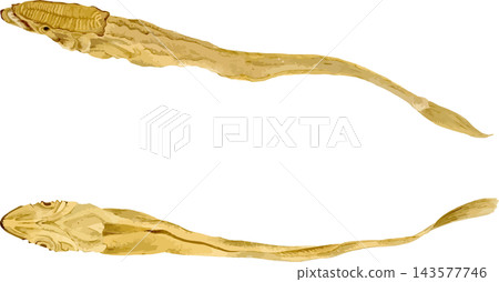 鮣魚素描,日式插畫素材,透明背景 PNG 鮣魚素描,日式插畫素材,透明背景 PNG 143577746