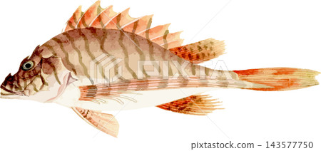 日本鷹魚的自然歷史插圖(PNG格式,透明背景) 日本鷹魚的自然歷史插圖(PNG格式,透明背景) 143577750