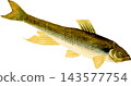 日本鰷魚（Tamoroko）的自然歷史插圖 - 透明 PNG 圖像。 143577754