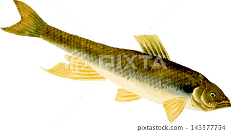 日本鰷魚(Tamoroko)的自然歷史插圖 - 透明 PNG 圖像。 日本鰷魚(Tamoroko)的自然歷史插圖 - 透明 PNG 圖像。 143577754
