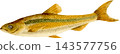 日本鰷魚（Aburahaya）的自然歷史插圖 - 透明 PNG 圖像。 143577756