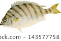 日式條紋喙魚（石大魚）插圖，透明背景（PNG格式） 143577758