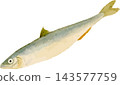 日式風格的胡瓜魚（日本冰魚）插圖 - 透明 PNG 背景 143577759