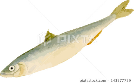 Japanese-style illustration of a smelt (Japanese icefish) - transparent PNG background 143577759