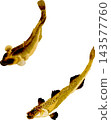 日式風格的蝦虎魚插圖（自然史插圖素材，透明PNG格式） 143577760