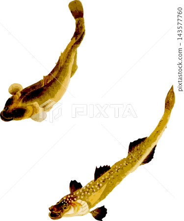 日式風格的蝦虎魚插圖(自然史插圖素材,透明PNG格式) 日式風格的蝦虎魚插圖(自然史插圖素材,透明PNG格式) 143577760