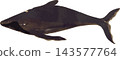 座頭鯨（Humpback whale）自然史插圖，日式風格，透明背景 PNG 143577764