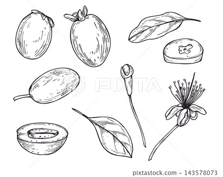 Feijoa fruit, flower and leaf set in engraving style. Tropical exotic plant elements painted by black inks. Sliced and whole berry, foliage botanical illustration for menu design, organic food label. Feijoa fruit, flower and leaf set in engraving style. Tropical exotic plant elements painted by black inks. Sliced and whole berry, foliage botanical illustration for menu design, organic food label. 143578073