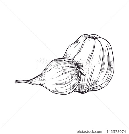 Quince pod hand drawn illustration in engraving style. Organic whole fruit for culinary menu design. Botanical drawing of edible raw ingredient for food market logo and agriculture project. Quince pod hand drawn illustration in engraving style. Organic whole fruit for culinary menu design. Botanical drawing of edible raw ingredient for food market logo and agriculture project. 143578074