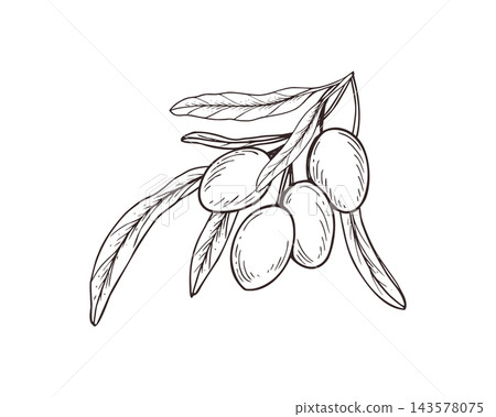 Olive branch with fruits and narrow leaves hand drawn black ink vector illustration. Design for Mediterranean food branding, olive oil labels, cosmetic packaging, and peaceful emblem logos. Olive branch with fruits and narrow leaves hand drawn black ink vector illustration. Design for Mediterranean food branding, olive oil labels, cosmetic packaging, and peaceful emblem logos. 143578075
