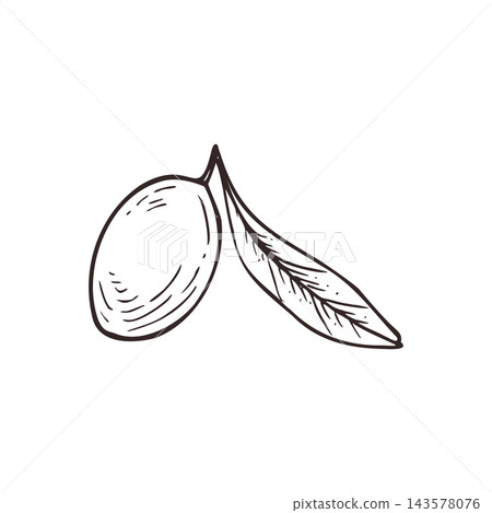Hand drawn single olive fruit with leaf hand drawn black ink vector illustration. Minimal monochrome realistic graphic sketch for Mediterranean healthy eating concept, botanical poster Hand drawn single olive fruit with leaf hand drawn black ink vector illustration. Minimal monochrome realistic graphic sketch for Mediterranean healthy eating concept, botanical poster 143578076