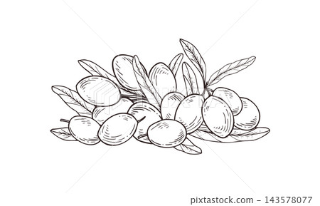 Olive pile with leaves line art ink sketch. Mediterranean food ingredient. Olive oil and healthy eating concept. Botanical line art illustration black and white drawing for culinary design. Olive pile with leaves line art ink sketch. Mediterranean food ingredient. Olive oil and healthy eating concept. Botanical line art illustration black and white drawing for culinary design. 143578077
