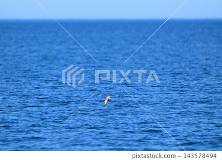一隻北極海燕飛越北海道知床半島沿岸的根室海峽。 一隻北極海燕飛越北海道知床半島沿岸的根室海峽。 143578494