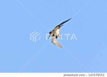 Great Snipe perform a display flight under the blue sky of the Tokachi region of Hokkaido. Great Snipe perform a display flight under the blue sky of the Tokachi region of Hokkaido. 143578552