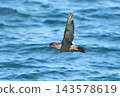A slender-billed shearwater flying over the Nemuro Strait off the coast of the Shiretoko Peninsula in Hokkaido. 143578619