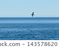 A slender-billed shearwater flying over the Nemuro Strait off the coast of the Shiretoko Peninsula in Hokkaido. 143578620
