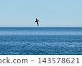 A slender-billed shearwater flying over the Nemuro Strait off the coast of the Shiretoko Peninsula in Hokkaido. 143578621