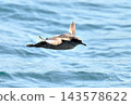 A slender-billed shearwater flying over the Nemuro Strait off the coast of the Shiretoko Peninsula in Hokkaido. 143578622