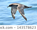 A slender-billed shearwater flying over the Nemuro Strait off the coast of the Shiretoko Peninsula in Hokkaido. 143578623