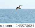 A slender-billed shearwater flying over the Nemuro Strait off the coast of the Shiretoko Peninsula in Hokkaido. 143578624