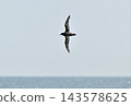 A slender-billed shearwater flying over the Nemuro Strait off the coast of the Shiretoko Peninsula in Hokkaido. 143578625