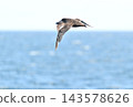 A slender-billed shearwater flying over the Nemuro Strait off the coast of the Shiretoko Peninsula in Hokkaido. 143578626