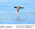 A slender-billed shearwater flying over the Nemuro Strait off the coast of the Shiretoko Peninsula in Hokkaido. 143578627