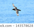 A slender-billed shearwater flying over the Nemuro Strait off the coast of the Shiretoko Peninsula in Hokkaido. 143578628