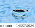 A slender-billed shearwater flying over the Nemuro Strait off the coast of the Shiretoko Peninsula in Hokkaido. 143578629