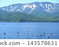A flock of slender-billed shearwaters soars over the sea in the Nemuro Strait off the coast of the Shiretoko Peninsula in Hokkaido, with the Shiretoko mountain range in the background. 143578631