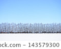 北海道白雪皚皚的冬日景色，樹木整齊排列在雪地上。 143579300