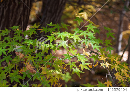 Green maple leaves and yellow leaves shining in the autumn sunlight filtering through the trees. Green maple leaves and yellow leaves shining in the autumn sunlight filtering through the trees. 143579404
