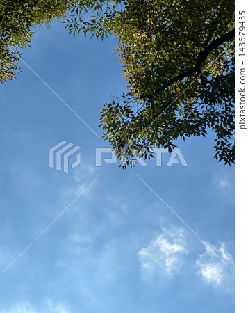 以藍天綠葉為背景的畫框，留有臨摹空間。 143579435