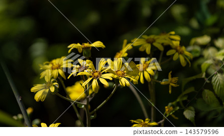 Yellow leopard plant flowers blooming in the dappled sunlight and a butterfly Yellow leopard plant flowers blooming in the dappled sunlight and a butterfly 143579596